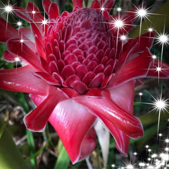 Meet your Posher, Chato - Picture 1 of 1